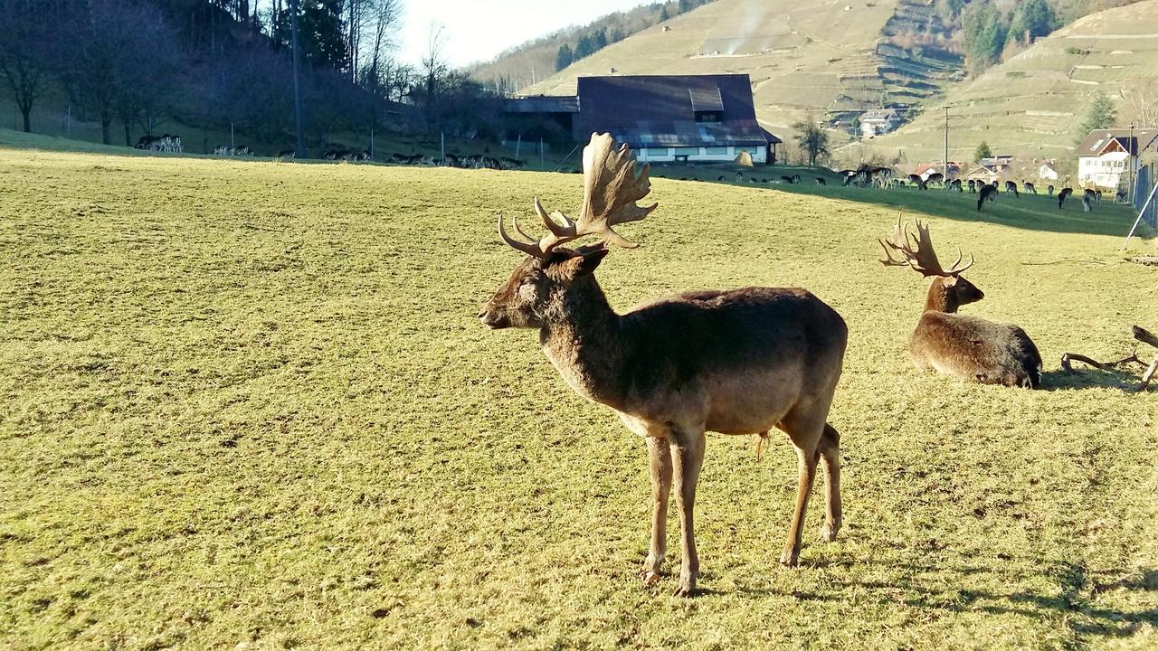 Hotel Schwarzenbergs Traube Glottertal Esterno foto